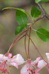 Southern crabapple